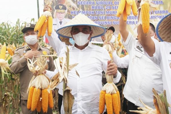 Edy Rahmayadi Ingin Terus Pacu Produksi Jagung Sumut